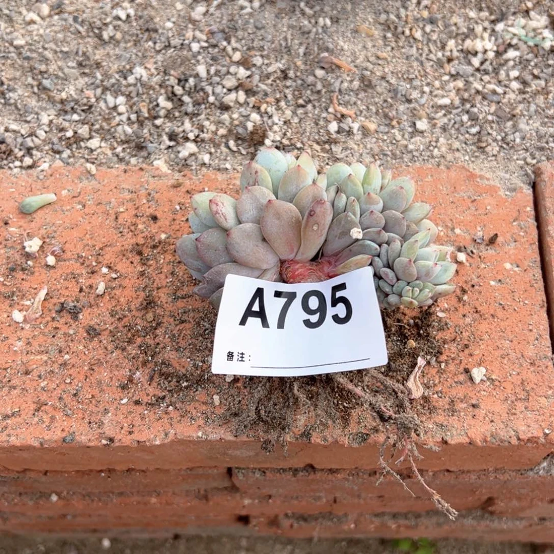 795多肉多肉多他的头