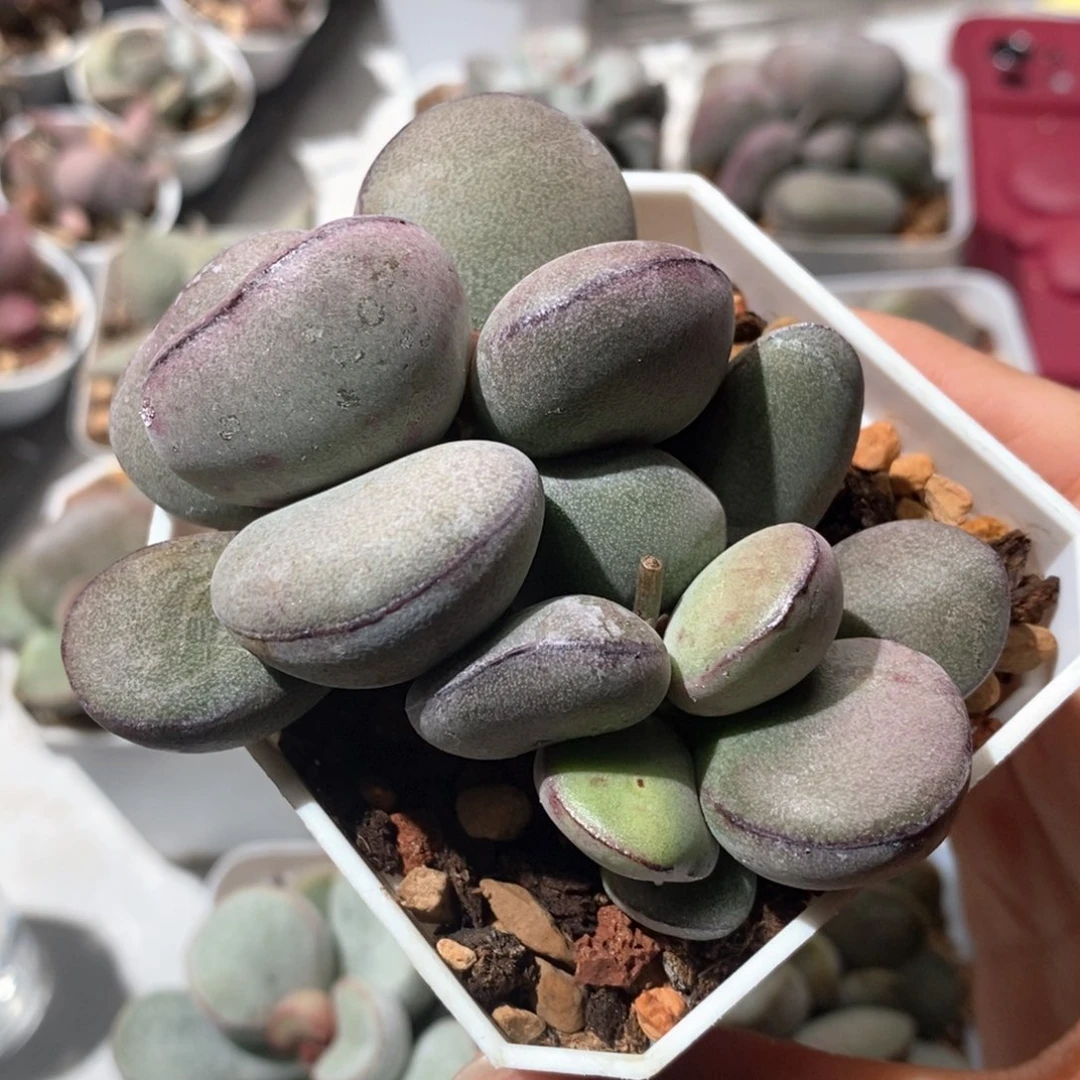 微*球球紫蛋水泡多肉植物