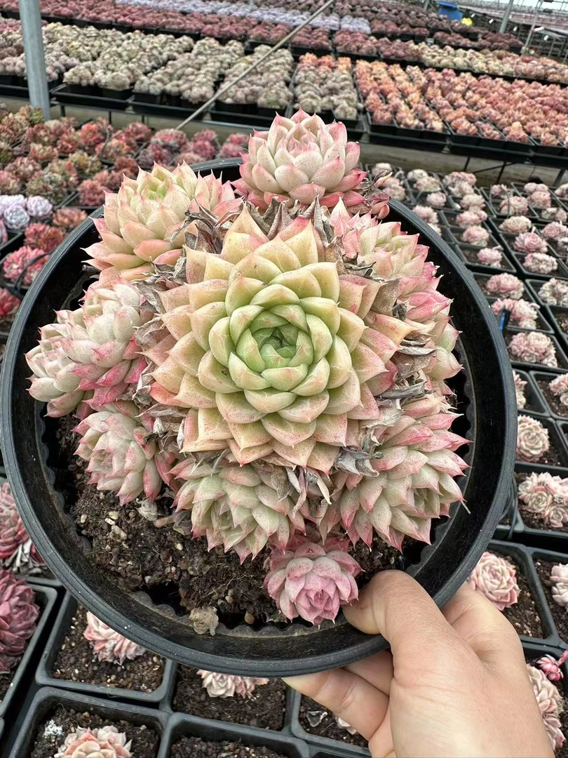 20#缃色多肉植物   前男友精品多肉