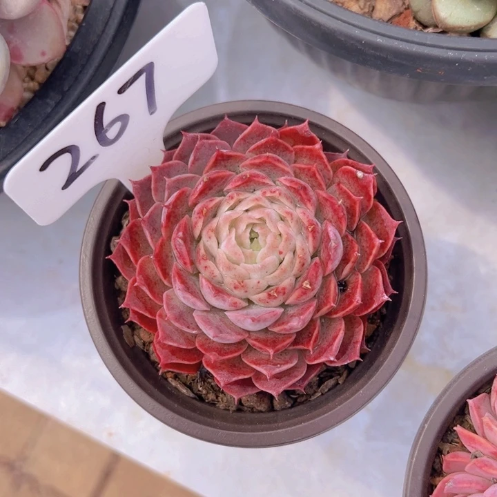 健健康康平平安安