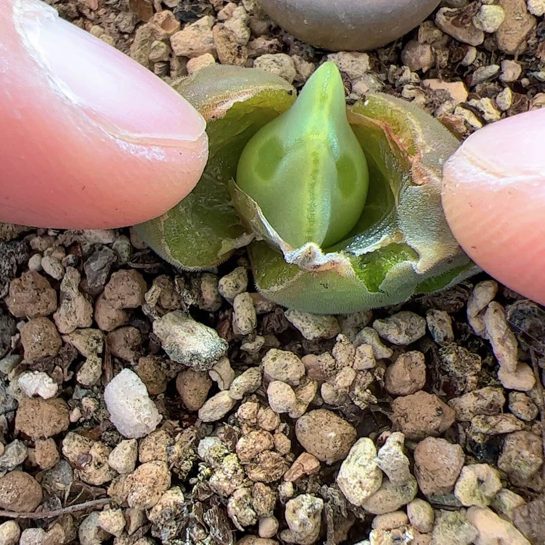 【闪购商品】102 空蝉 多肉