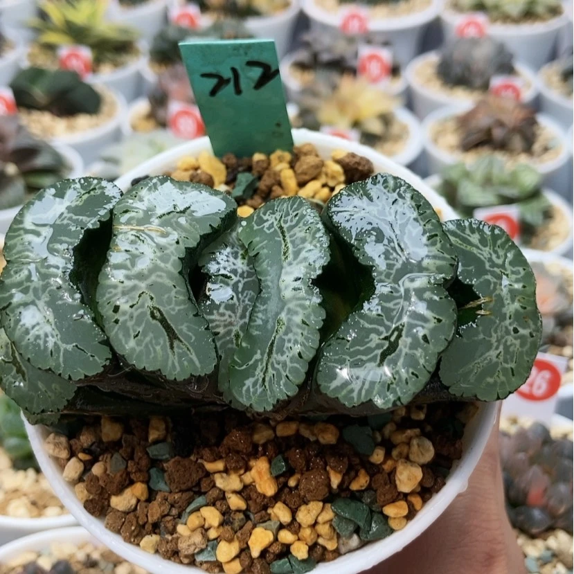 【闪购商品】212北斋玉扇