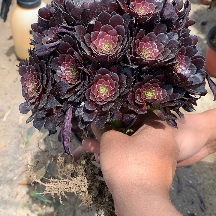 310给铜壶多肉植物