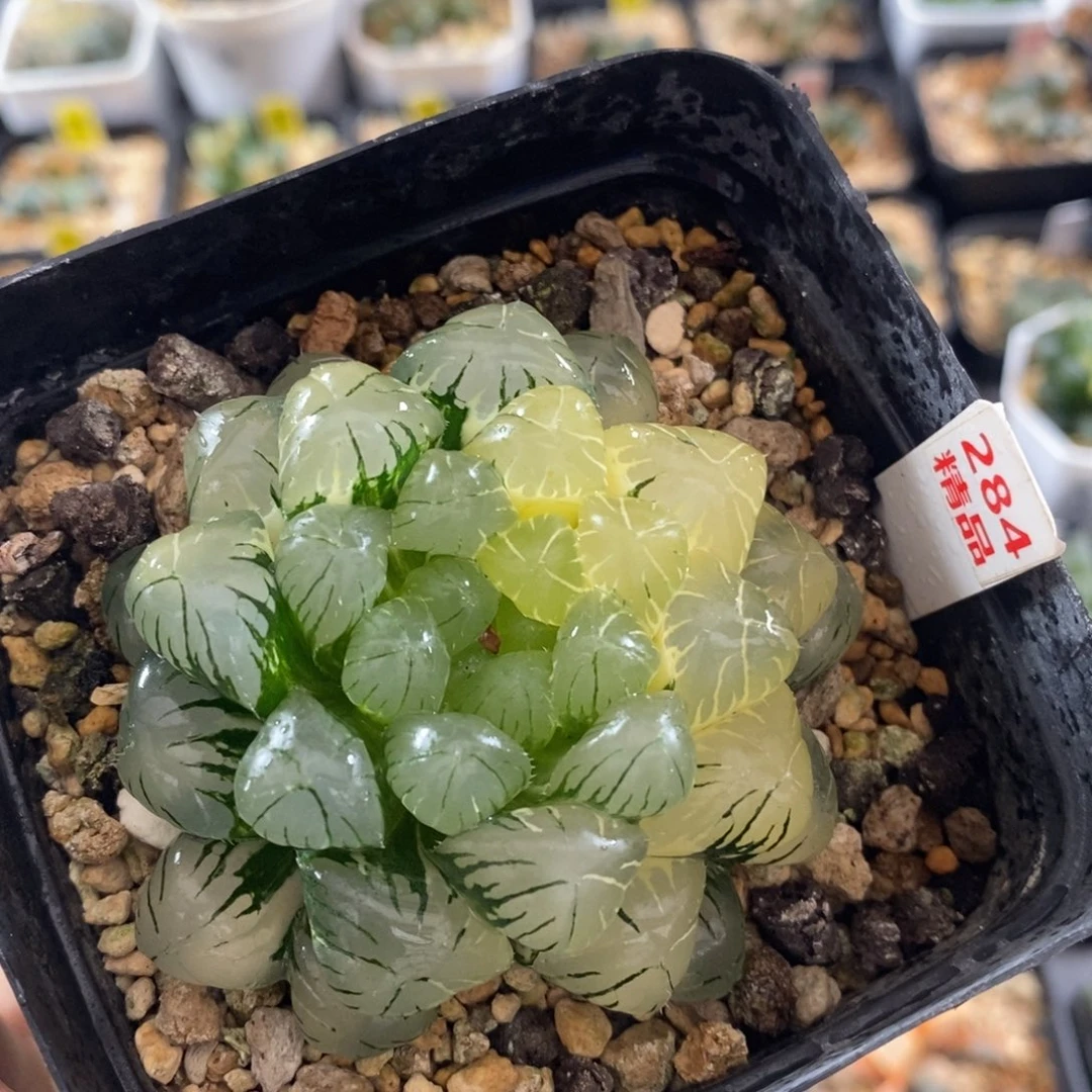 不开花植物284玉露