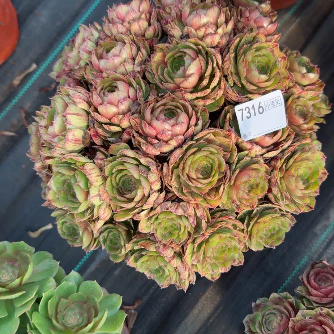 超*7316万拉丝多肉