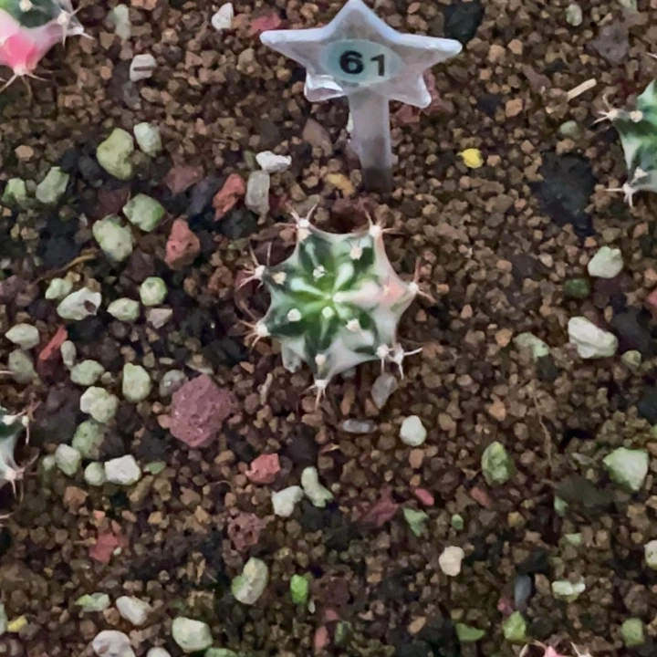 临***空泰系米哈00000023