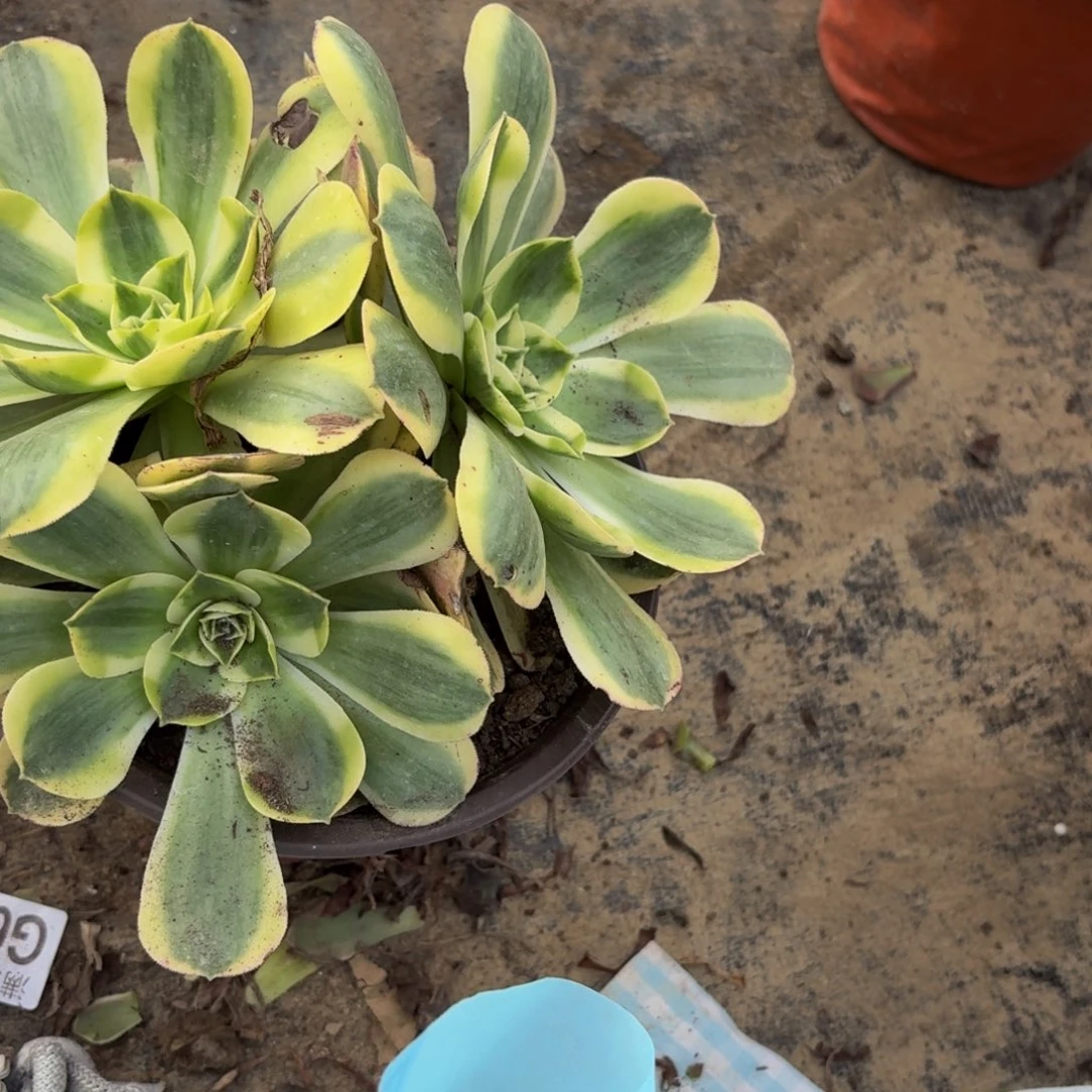 香炉盘锦多肉植物捧花8多肉