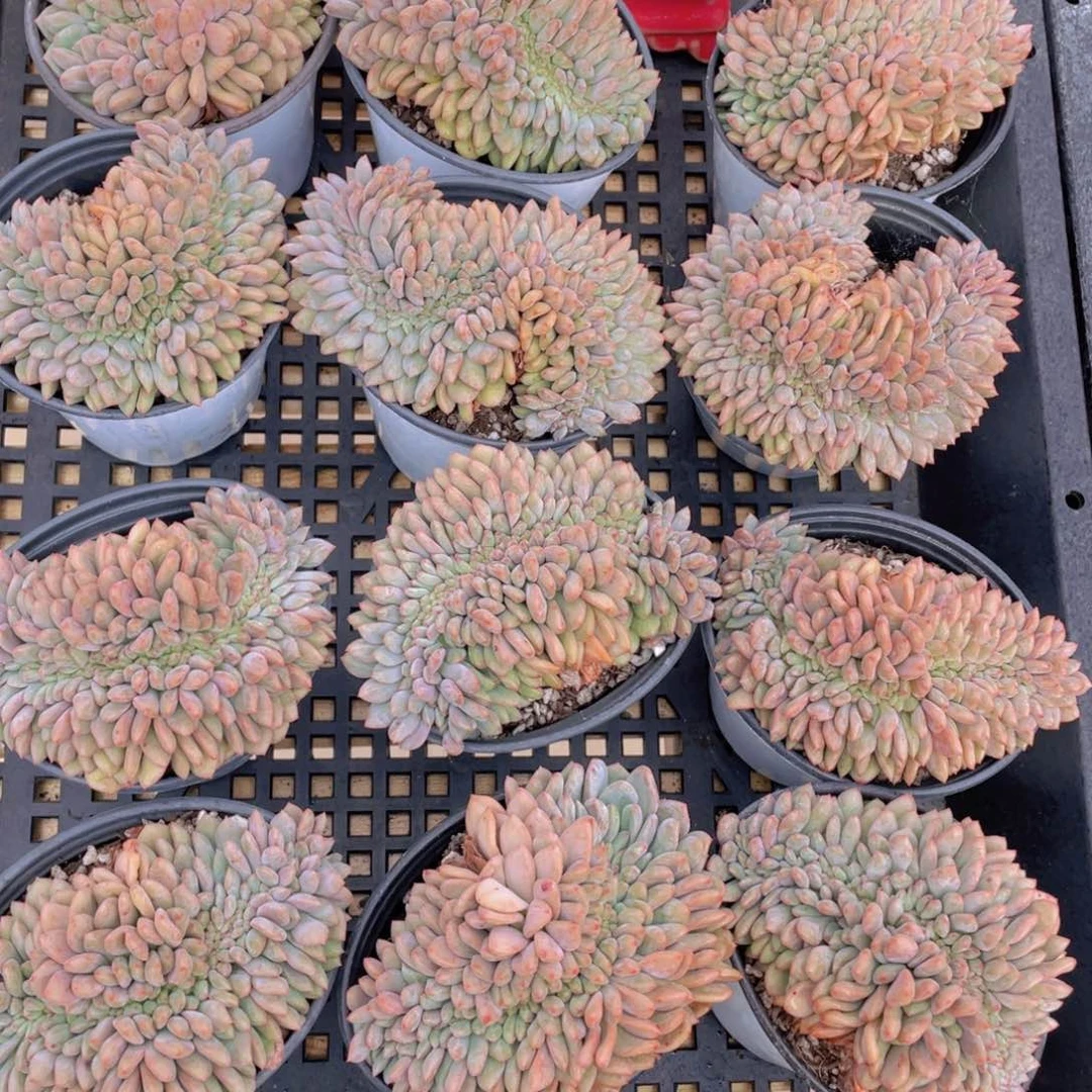 量拍44号 凌雪缀化一个