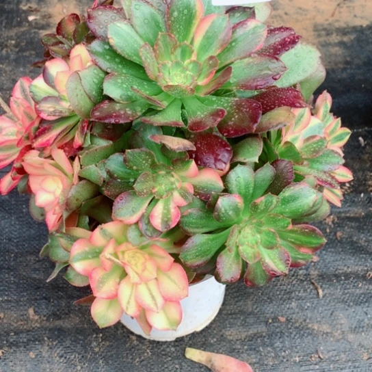 云****p多肉植物韶秀七彩769