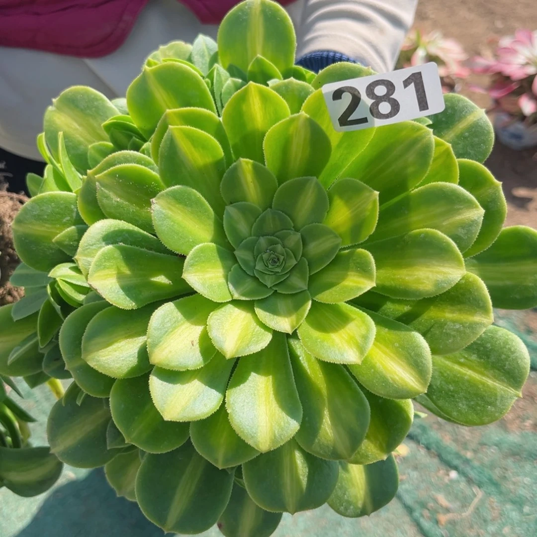 281翡翠琉璃多肉植物