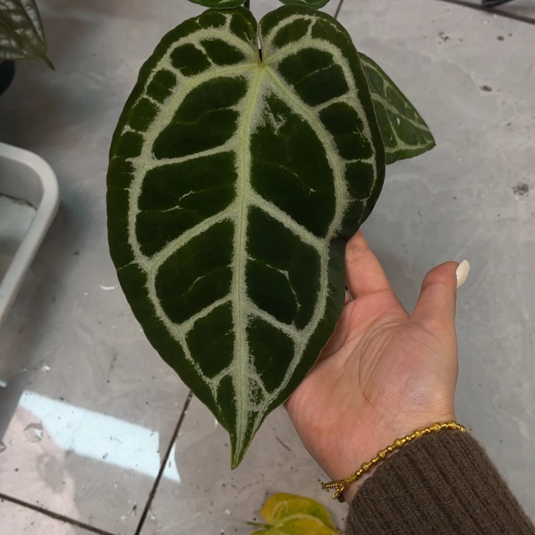 不开花植物a8水晶杂（活动两颗起拍 无售后）