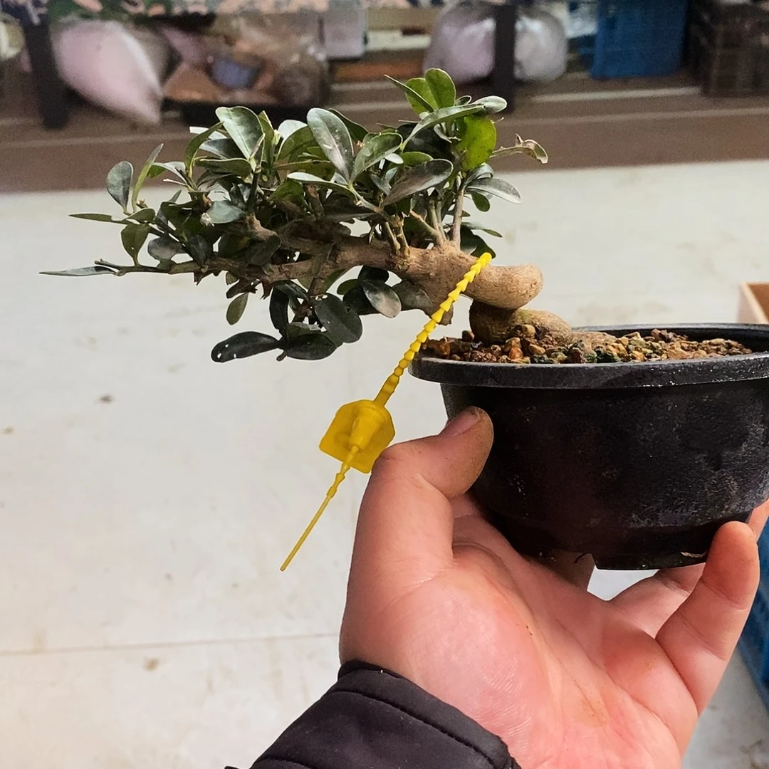 盆景爱****迷豆豆 顺丰