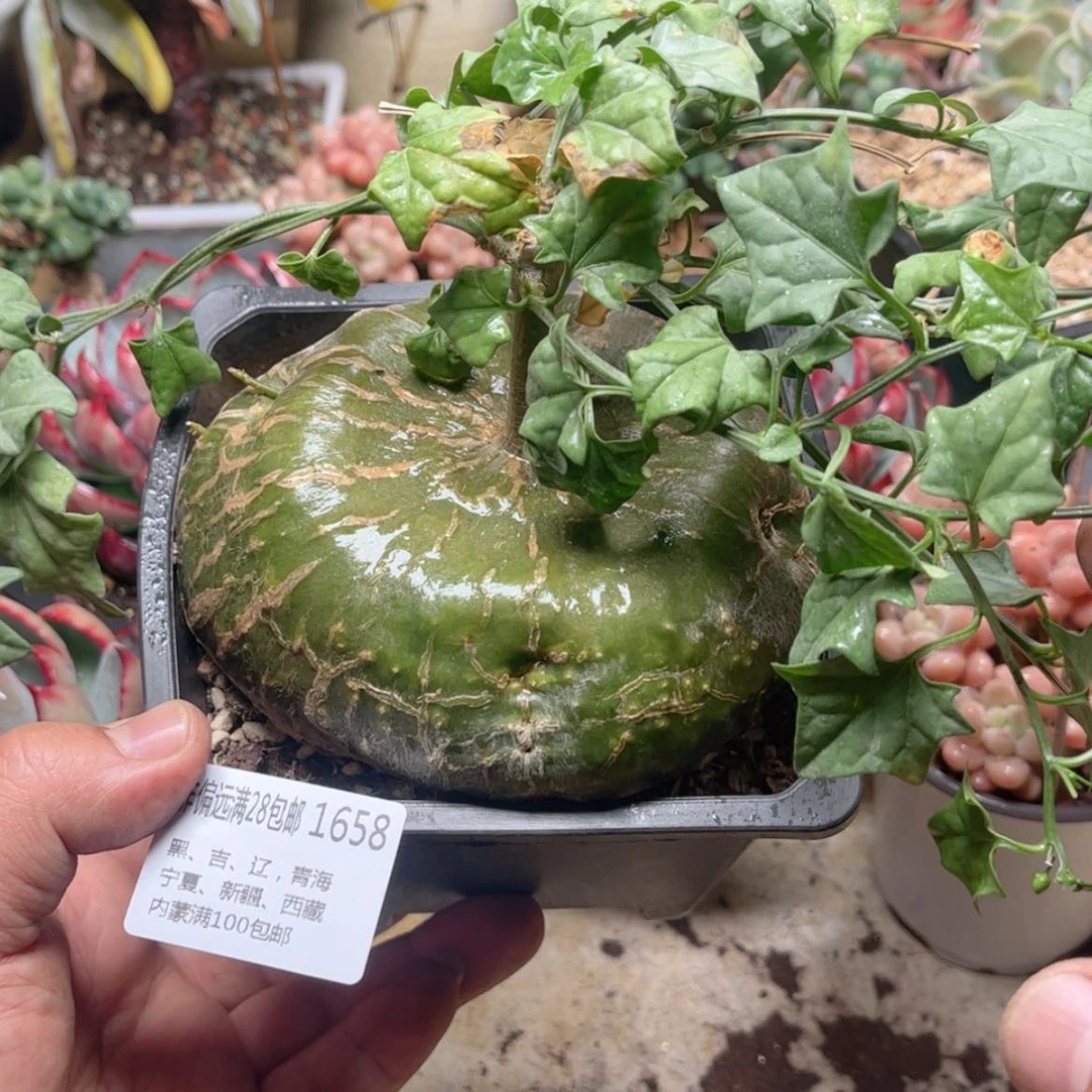 【闪购商品】1658睡不袋