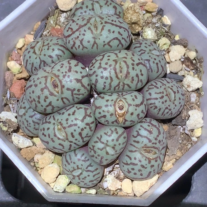 精品多肉植物墨小精品
