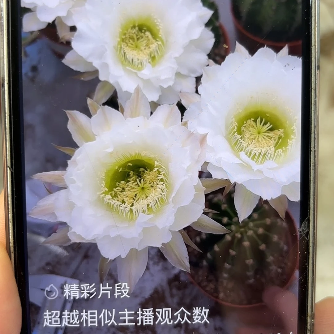 彩草209号6.5公分左右