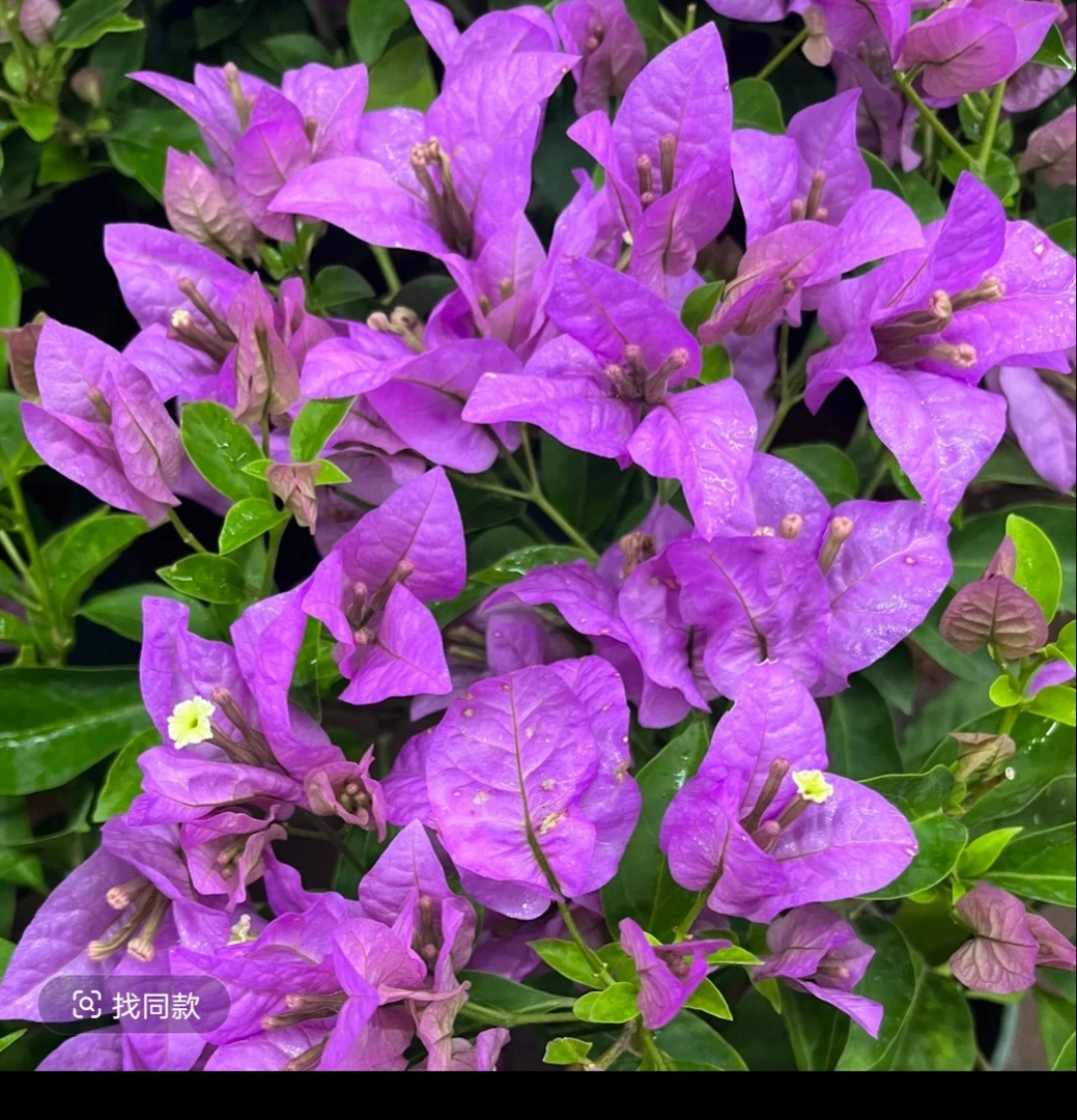 【塞弗里—汐源】三角梅介意运输途中落花落叶光杆的勿拍