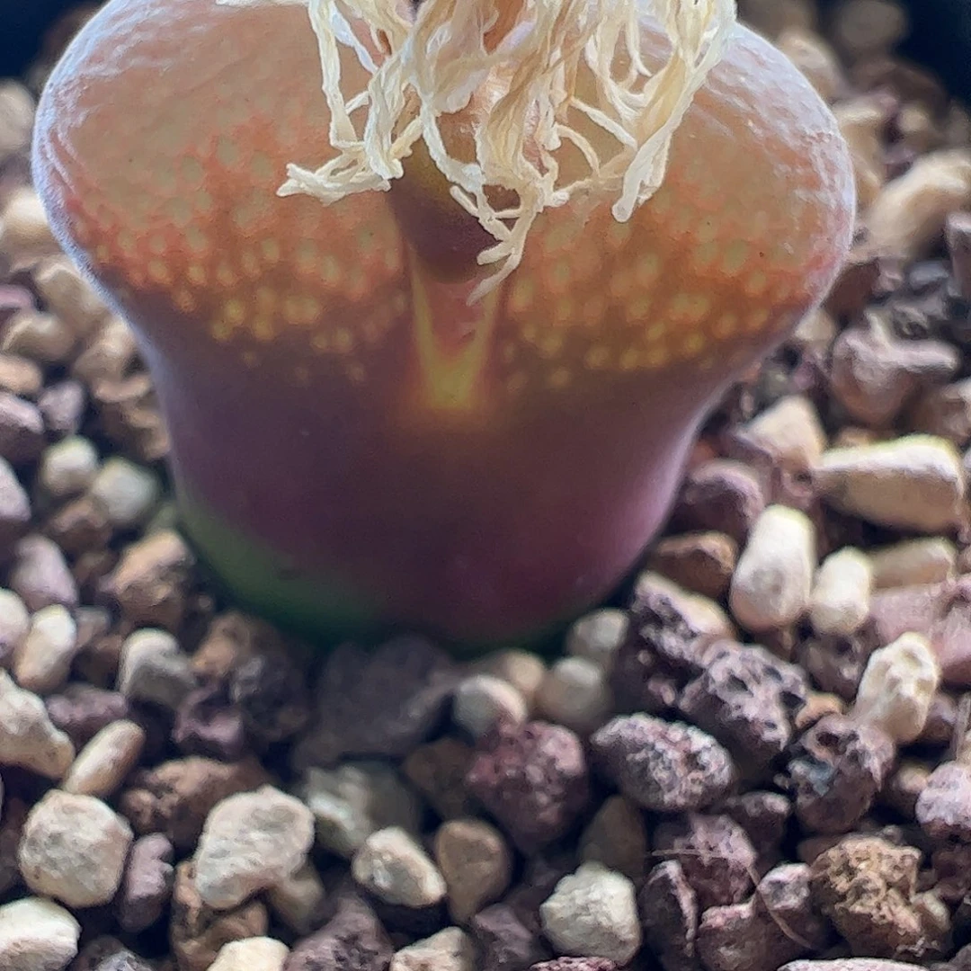 一物一拍脱土发。    767