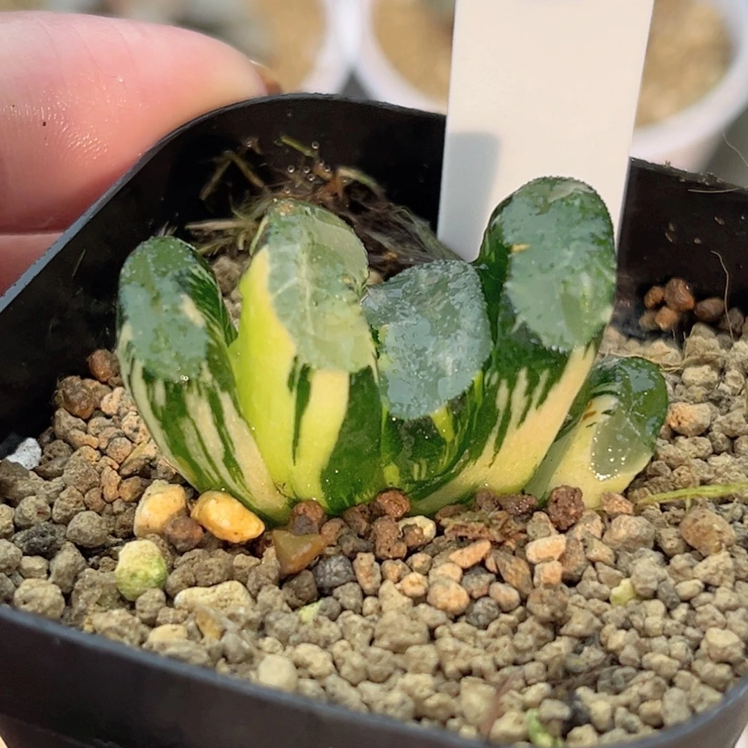 5广重玉扇锦十二卷多肉