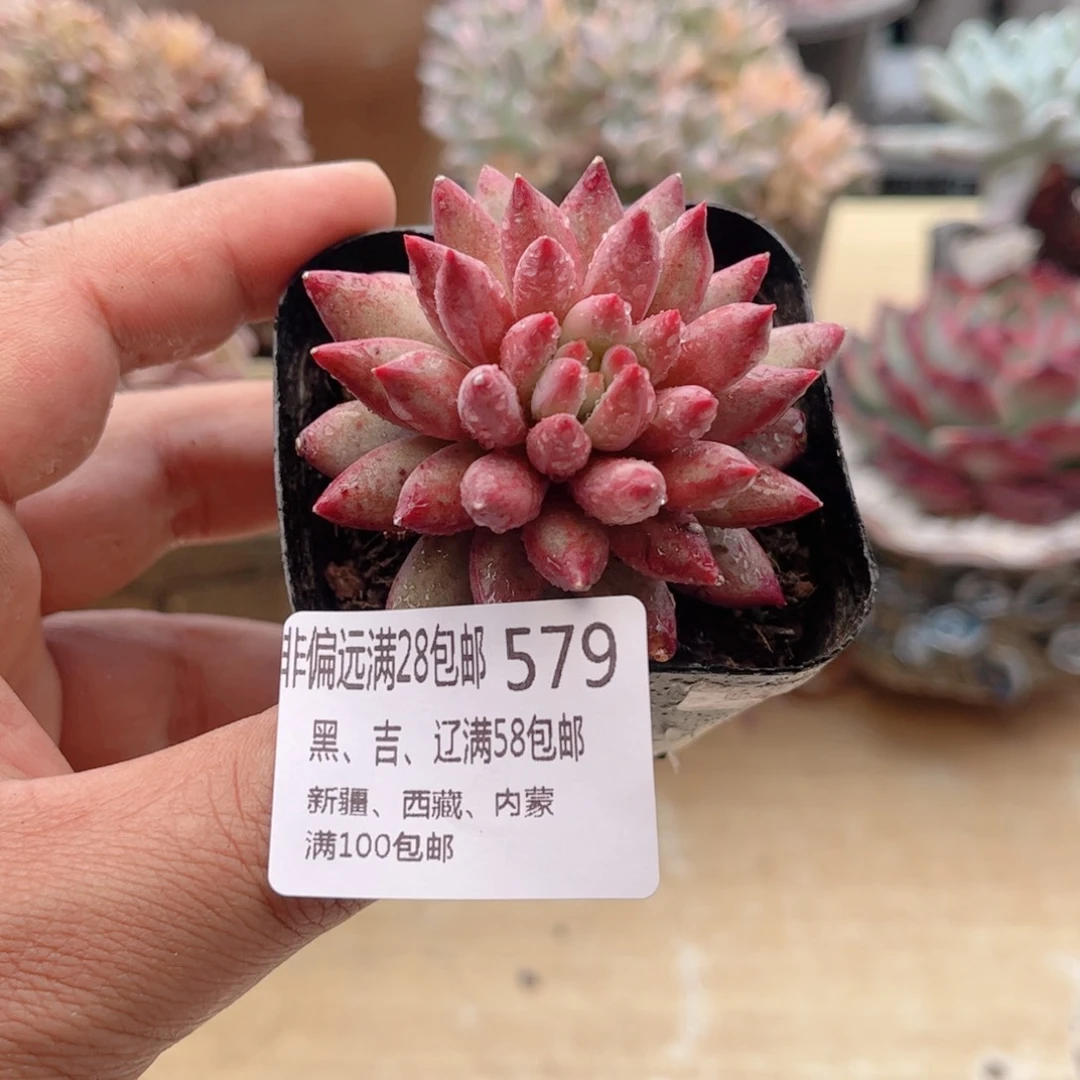 579流沙虞美人德华多肉