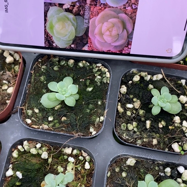 标710财富19号一个量拍