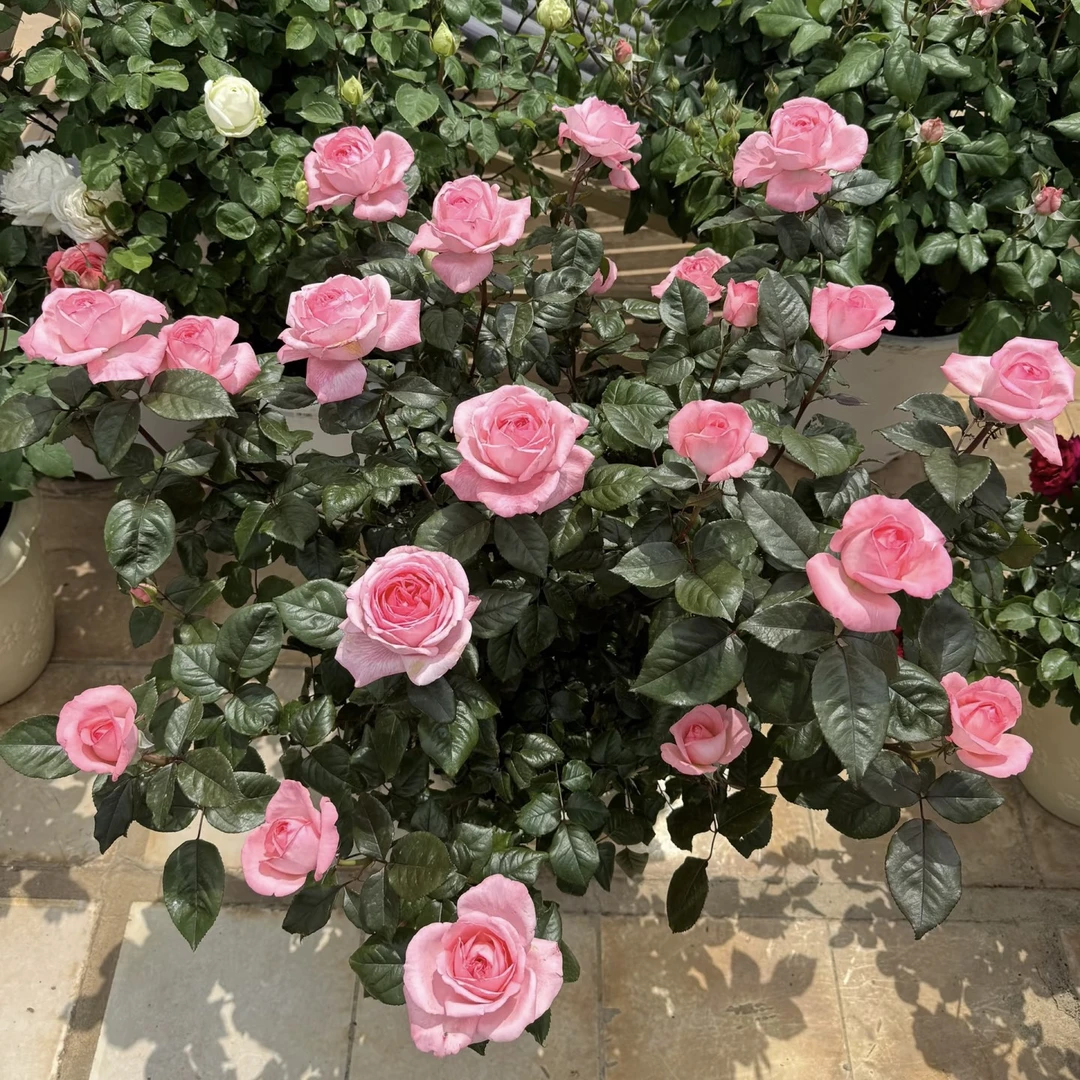 花宫娜 四季开花浓香好养大花盆栽阳台地栽