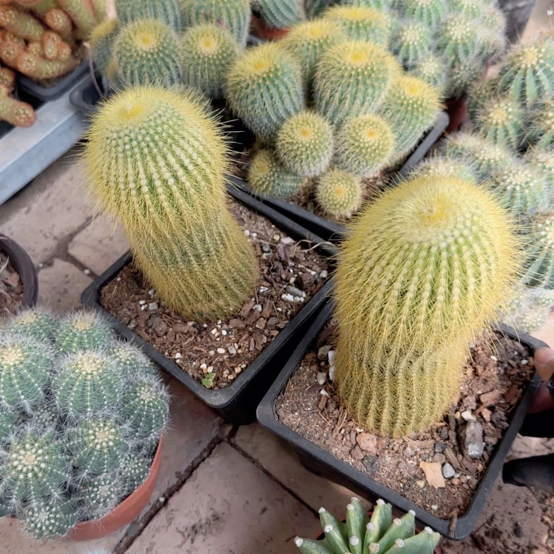 无花朵金丝猴大单头