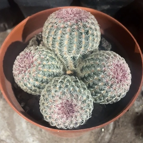 实生四头太阳福利