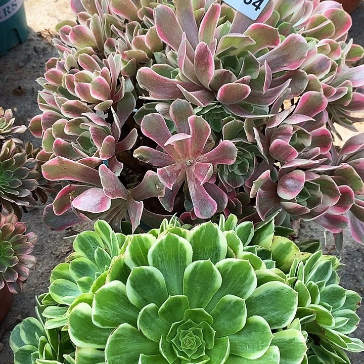 1934 两颗法师多肉