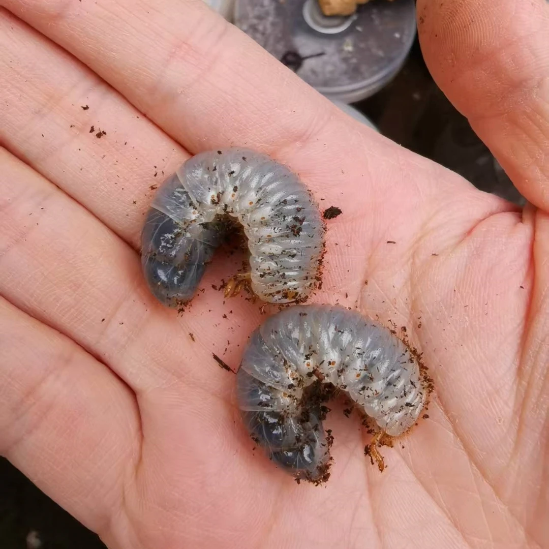 1~2龄佛罗伦斯姬兜幼虫 2只