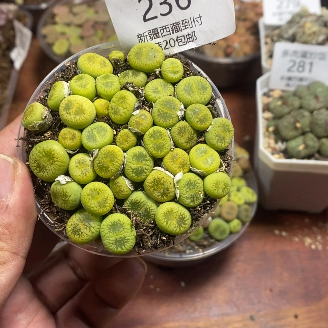 多肉蛋炒饭感谢您相伴236