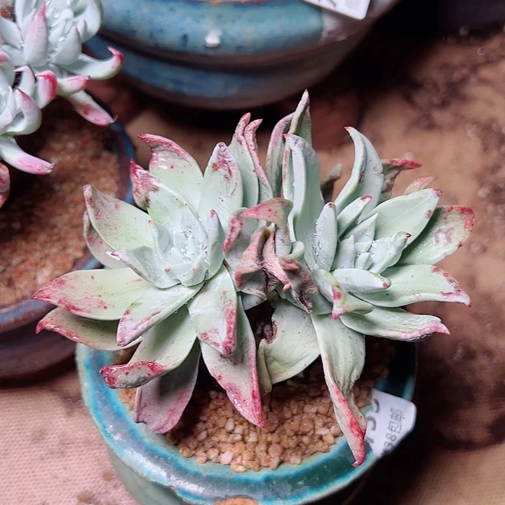 伟***8214帕仙女杯多肉