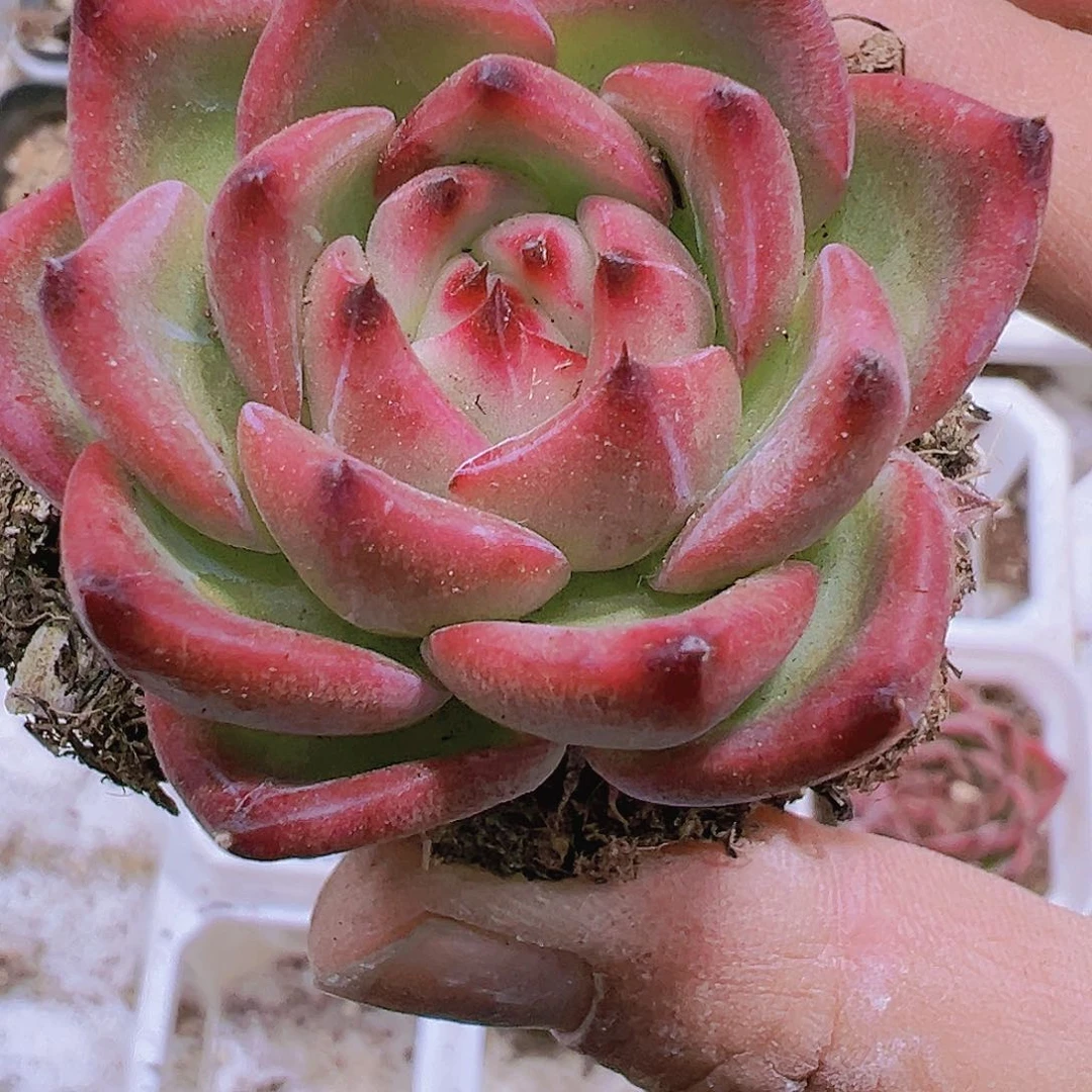 鸵鸟19包邮多肉植物