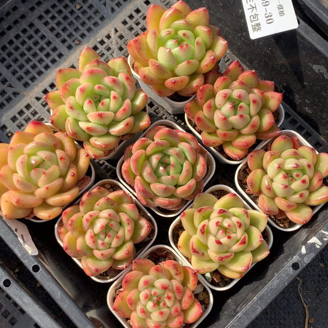 1209-30 套餐一组