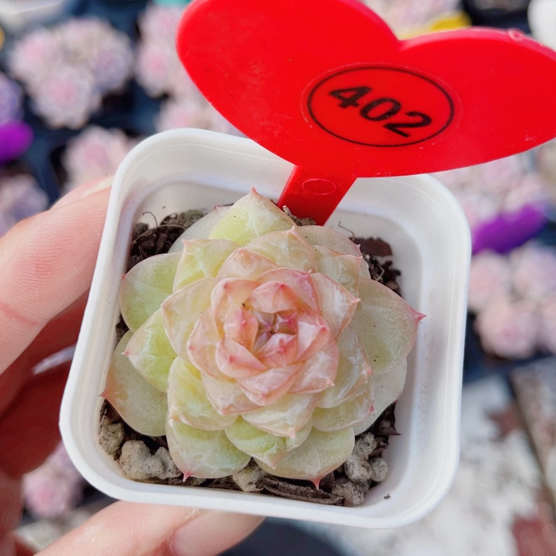 402号新品糖心单头