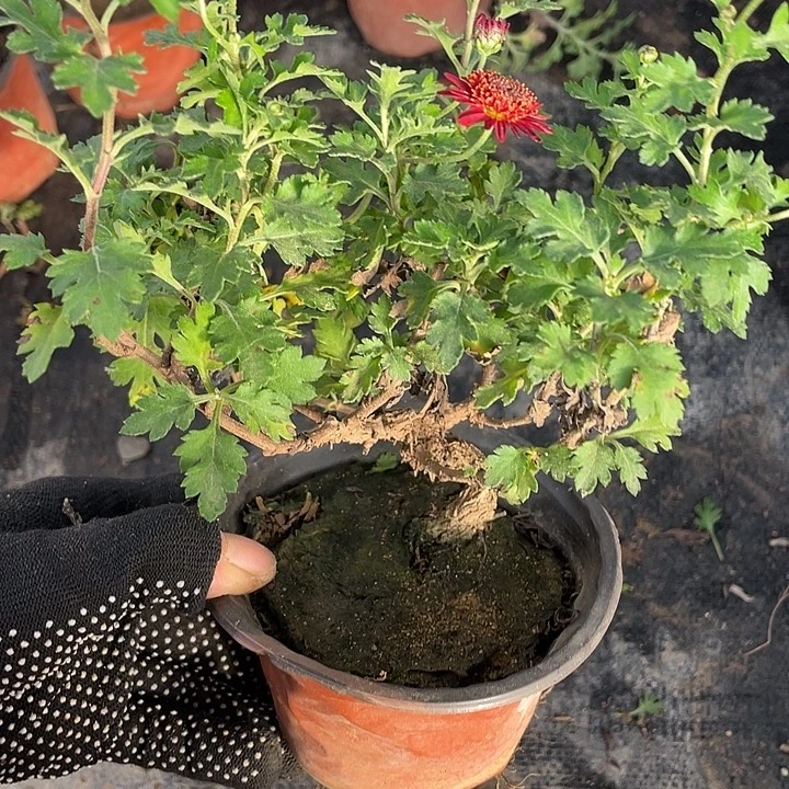 樱***木完全开放30菊花菊花家