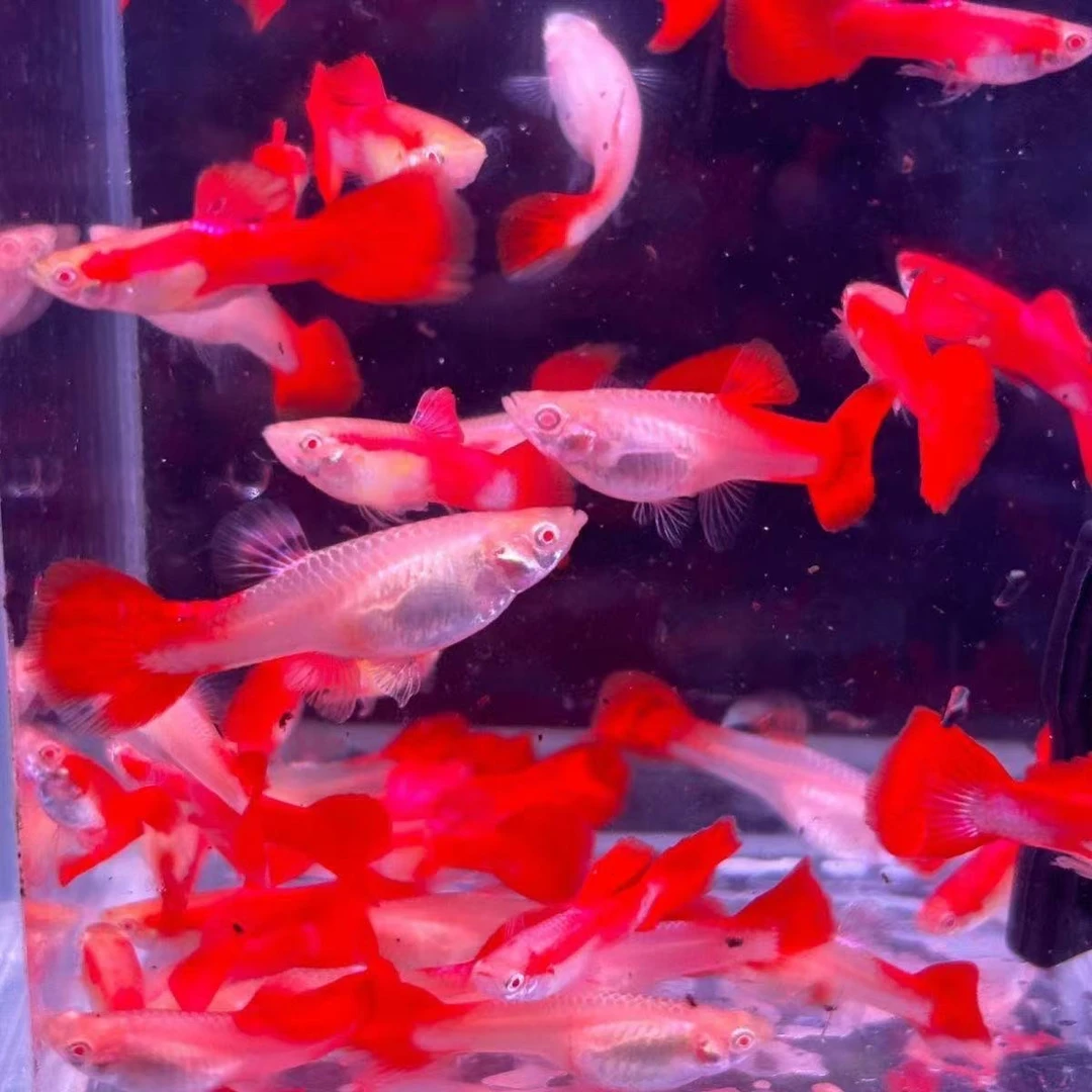 美国全红孔雀鱼精品红尾小型鱼胎生好养冷水易活彩霞鱼观赏鱼凤尾