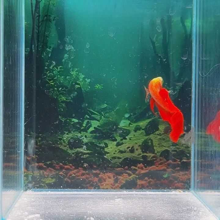 红海倒吊鱼哈哈真的超级喜欢