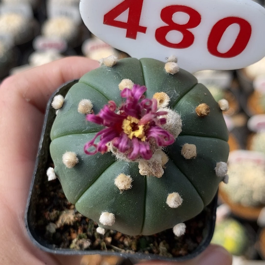 480昭和红花福利来