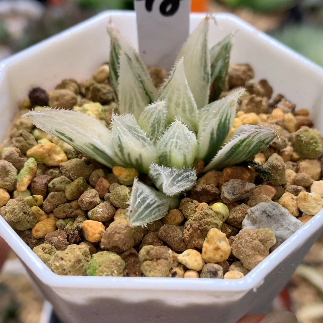 绘卷玉露锦，带盆一起