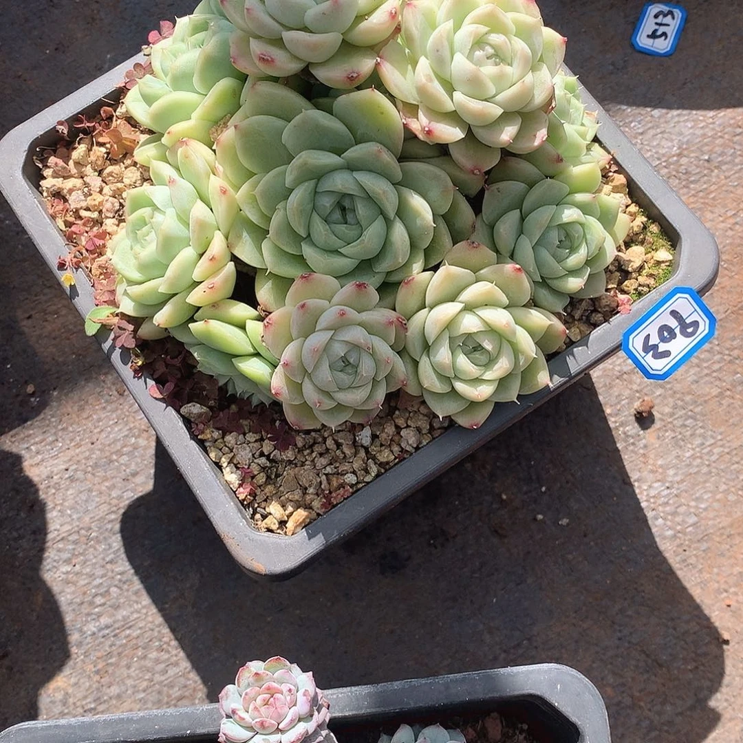 903杂 一物一拍多肉