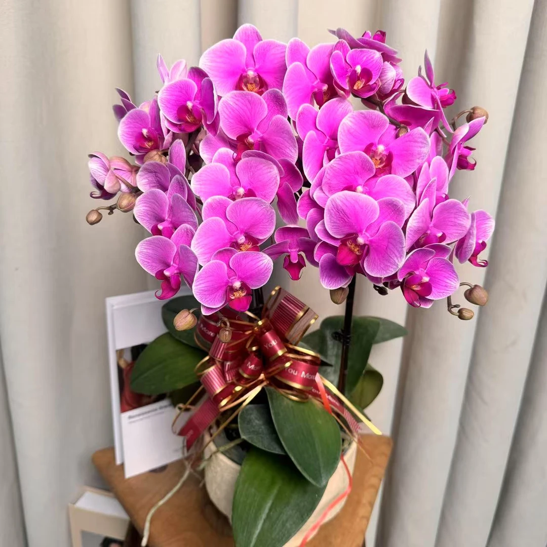 蝴蝶蘭【红霞飞】中大花型 蜡质花花  独有爆花量