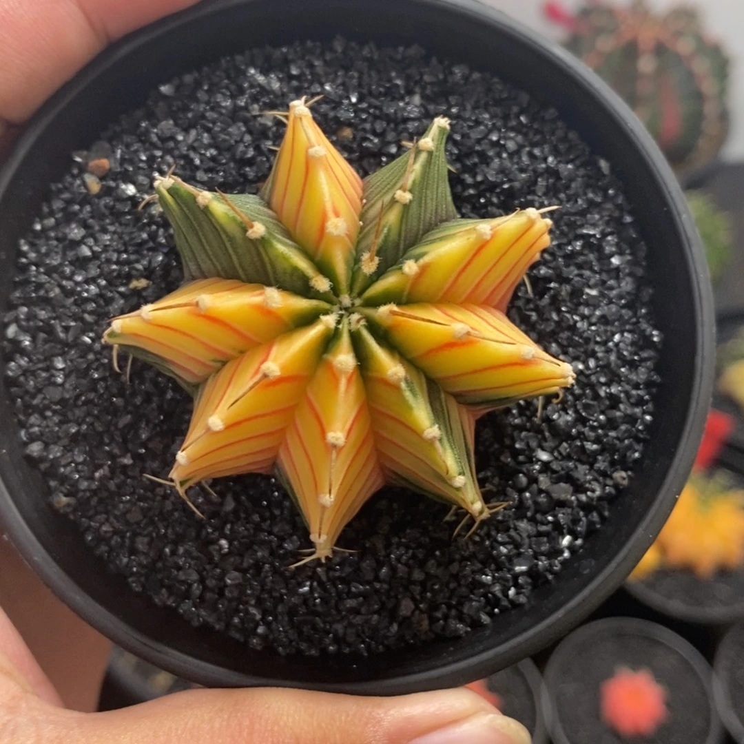 泰系肋骨锦—带盆土发货1