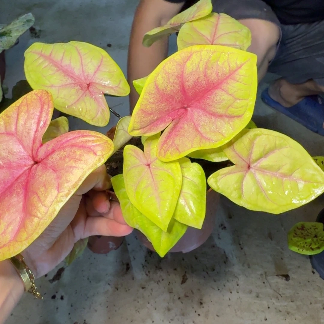 无花朵流金岁月   00123