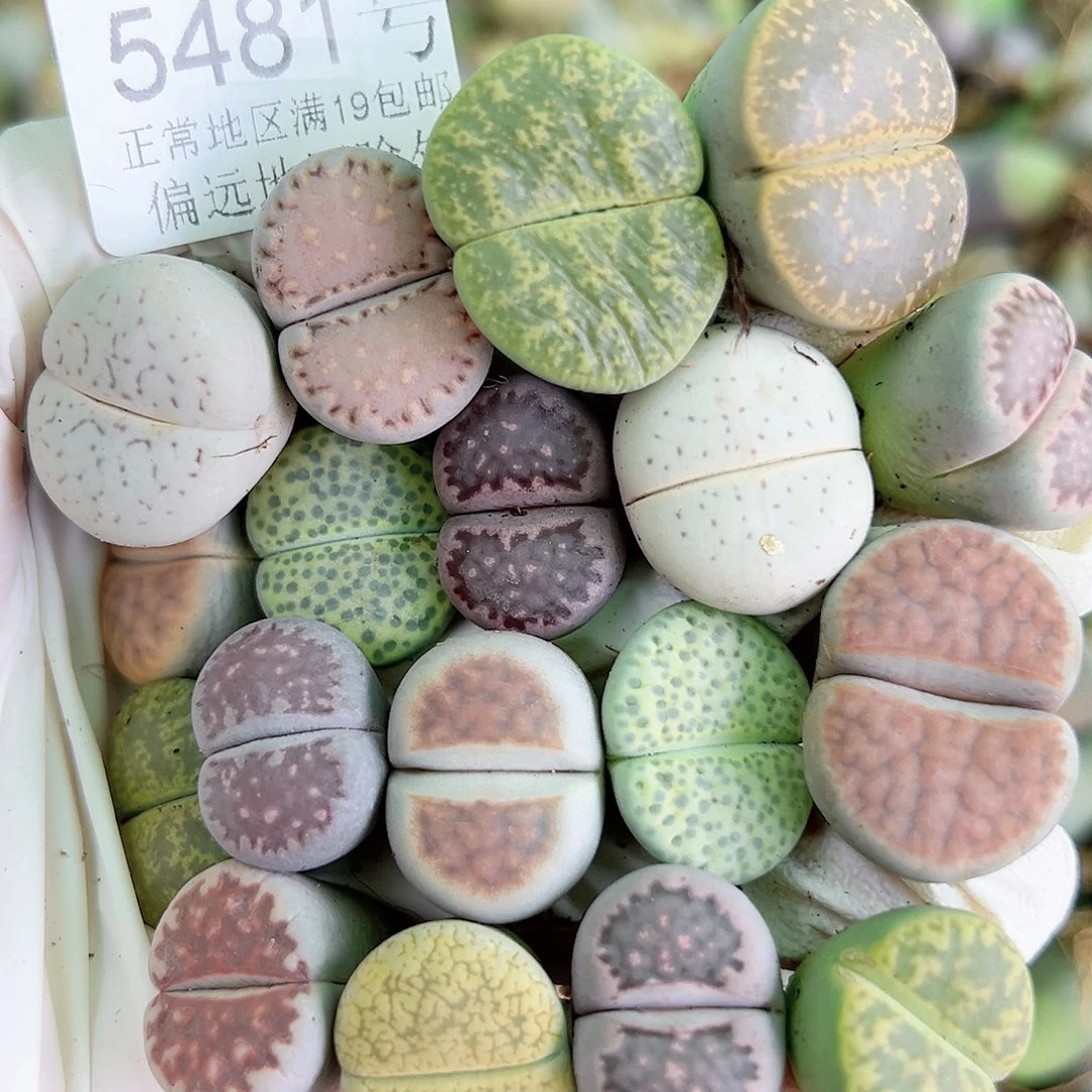 5481 好养易活生石花大母本18个