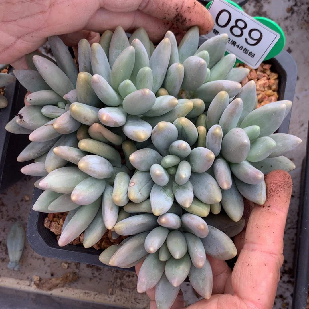 白兰地无砍平头089