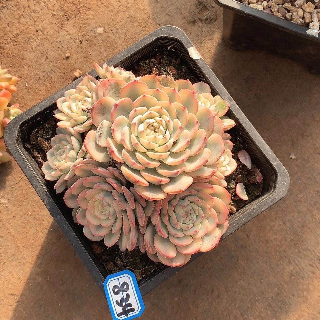 834姬莲锦一物一拍多肉