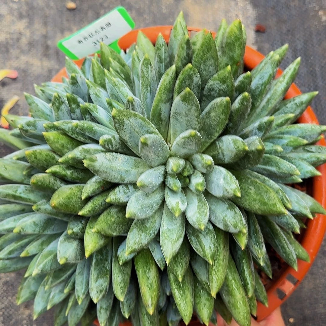 靓***肉啊啊啊啊啊啦啊啦啦啦啦啦啦啦3123