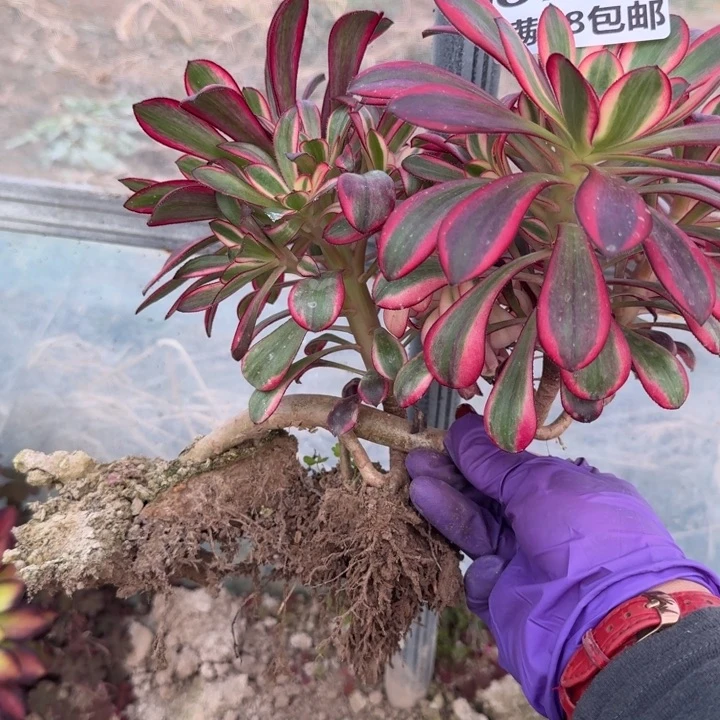 6779妖装多肉一号棚L