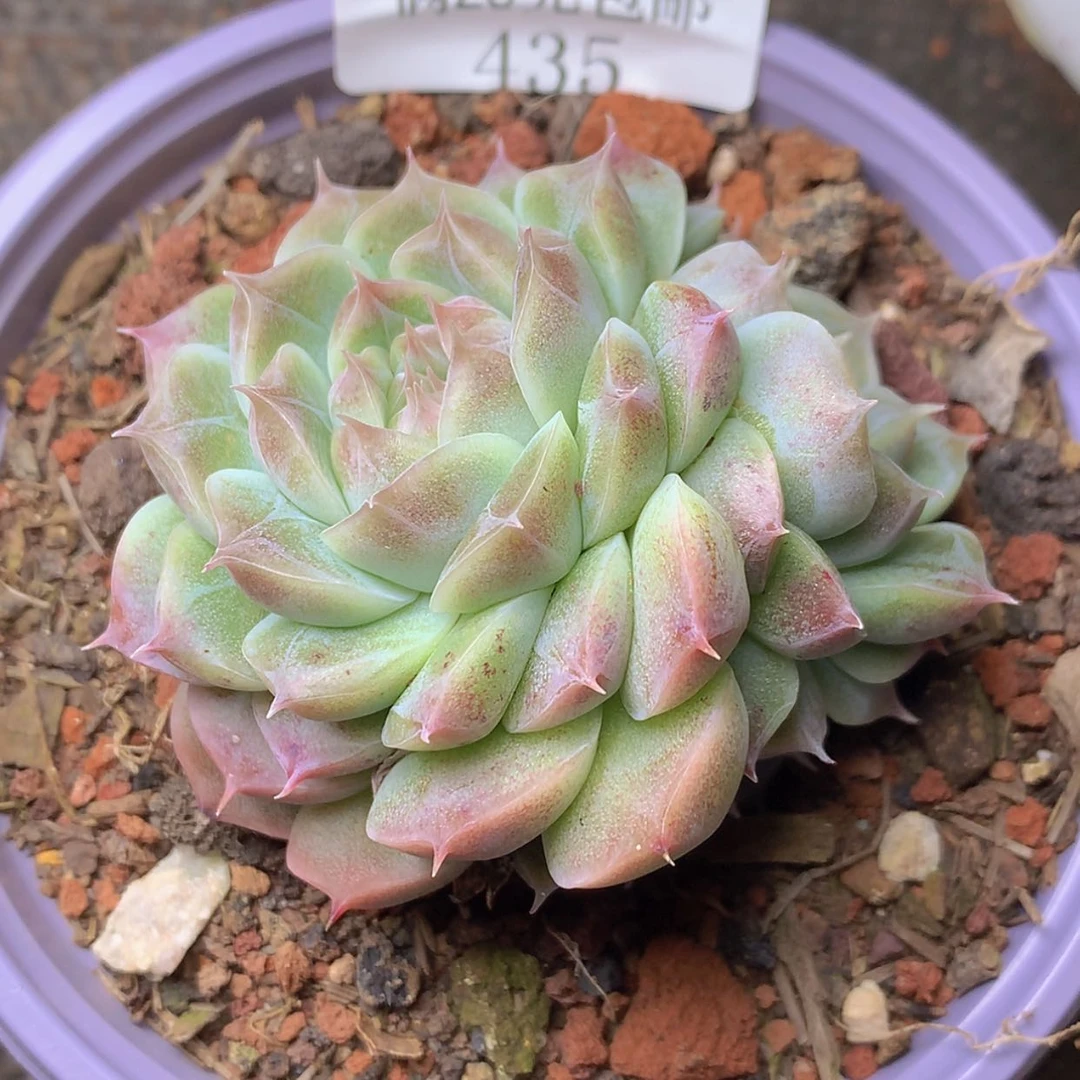 【闪购商品】云435号