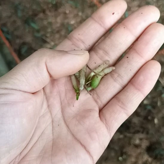 平***福无花朵特色花卉君子兰小苗君